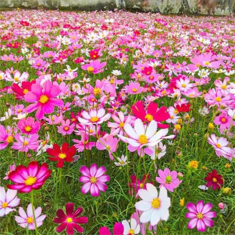 Gypsophila Seeds, Cosmos Seeds, Colorful Blooming Easy-to-Grow Flower Seeds, Courtyard Outdoor Flower Seeds, 1000 Pieces
