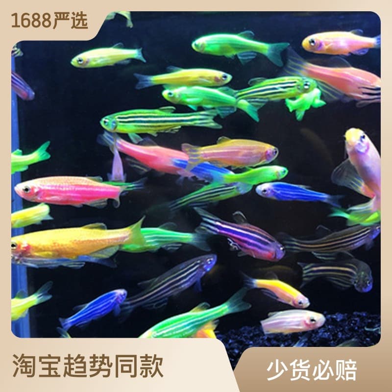 Small Fish Tank Tropical Ornamental Fish Emerald Red Blue Fluorescent Zebrafish Candy Butterfly Wing Long Tail Grass Tank Fish Lemon Traffic Light