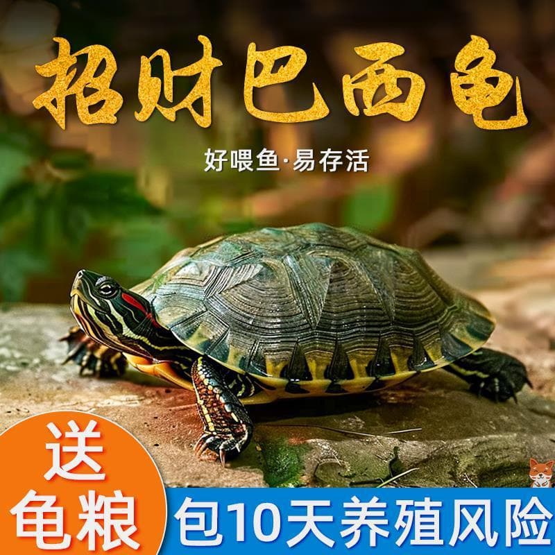 Live Turtle Fortune Golden Brazilian Turtle Pet Longevity Ornamental Turtle Suitable for Home Raising Turtle Hatchling Deep Water Red-Eared Slider