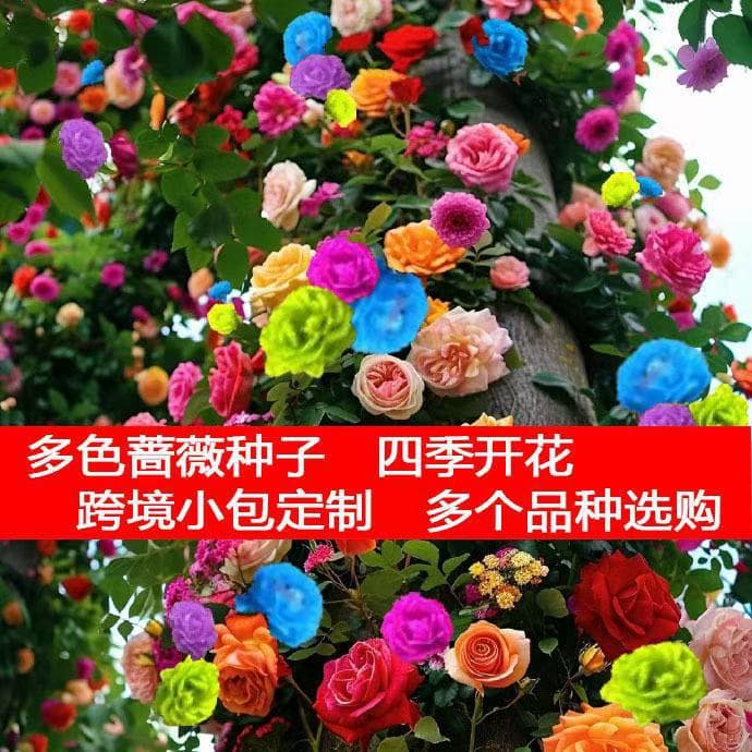 Climbing rose seeds, blooms year-round, easy to grow, climbing plant seeds, double-flowered, garden/balcony flower seeds.