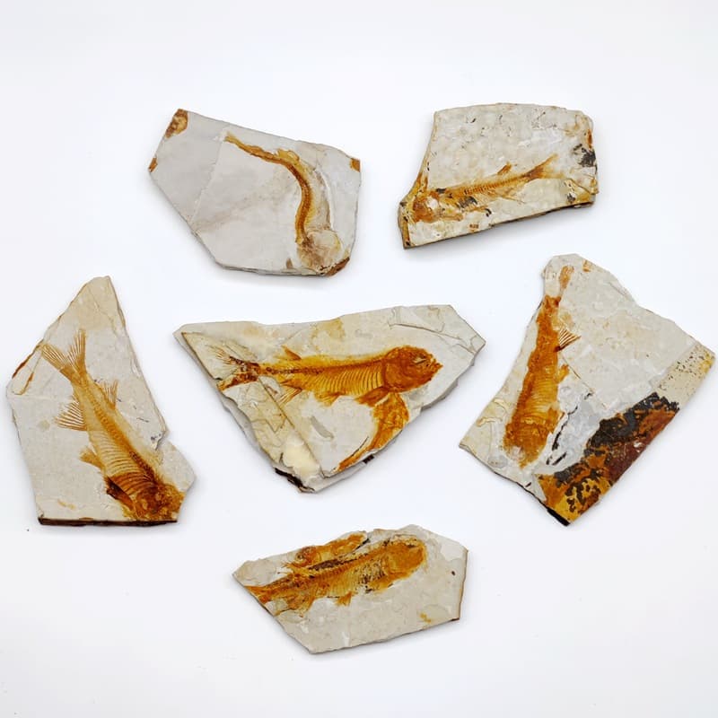 Paleontological fossils including Lycoptera fish fossil, trilobite fossil, plant fossil, insect fossil, science teaching specimens.