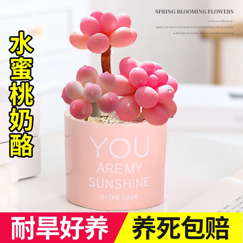 Adorable Succulent Peach Cheese Succulent Small Potted Plant Indoor Balcony Easy Care Office Desktop Fun Green Plant
