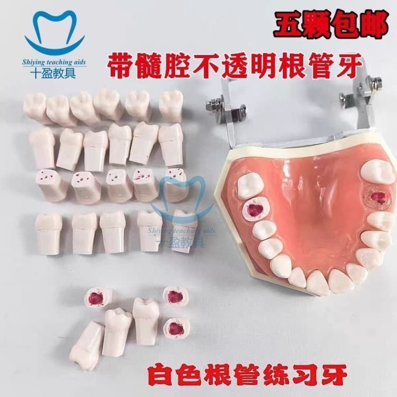 White Root Canal Tooth Dental Pulp Opening Tooth Resin Teaching Model Oral Extracted Tooth Exam Practice Pulp Opening Tooth Bead