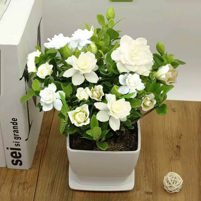 Gardenia Seeds for Beginners, Four-Season Blooming Flower Seeds, Easy Indoor Potted Plant Seeds