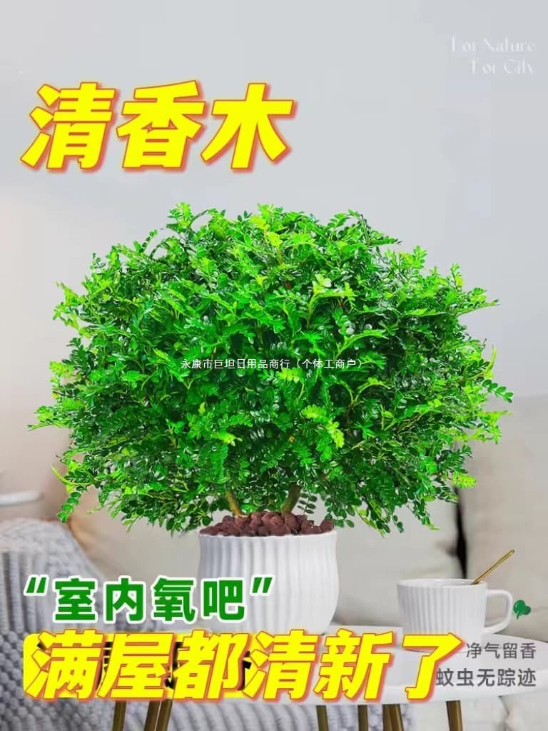 Authentic fragrant pepper wood potted plants, mosquito repellent grass, flowering plants, indoor seedlings, Murraya paniculata old stump bonsai