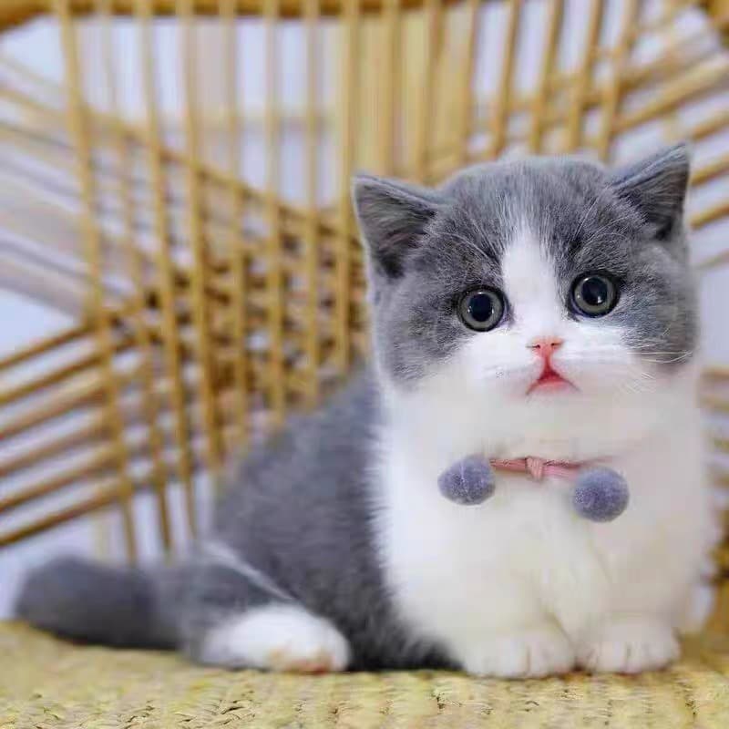 British Shorthair Blue and White Kittens Pet Cats Live Blue and White Napoleon Kittens Live Short-legged Blue and White Cats