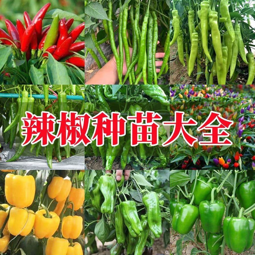 Chili Pepper Seedlings, Hot Pepper, Pickled Pepper, Line Pepper, Small Chili, Balcony Four-Season Vegetable Seedlings, High-Yield Potted Plants