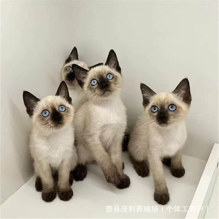 Purebred Siamese Kitten, Purebred Devon Rex Kitten, Maine Coon Pet Cat, Ragdoll Kitten Breeder
