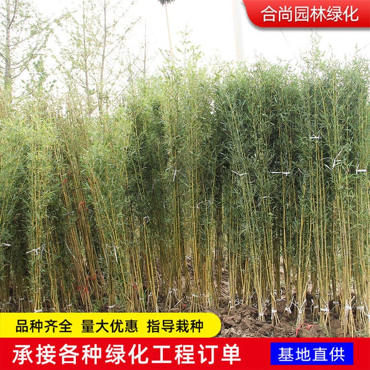 Jiangsu Bamboo Seedlings Base Wholesale Golden Bamboo, Gold Inlaid Jade Bamboo Seedlings, Purple Bamboo, Green Bamboo, Light Bamboo, Compassionate Filial Bamboo Seedlings