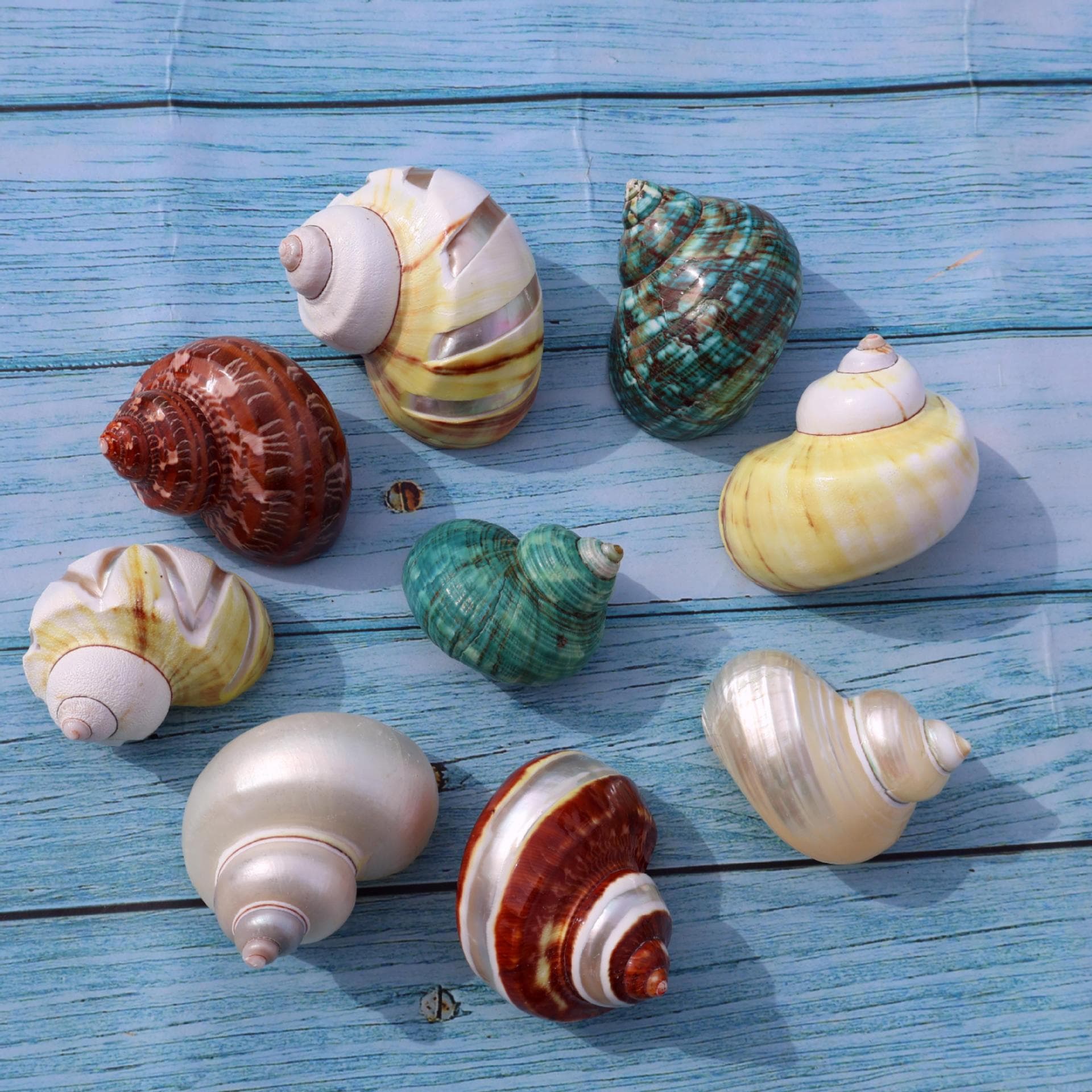 Natural Peeled Silver-Mouth Moon Snail Shell DIY Transparent Hermit Crab Replacement Shell Green Turban Snail Blogger Ancient Style