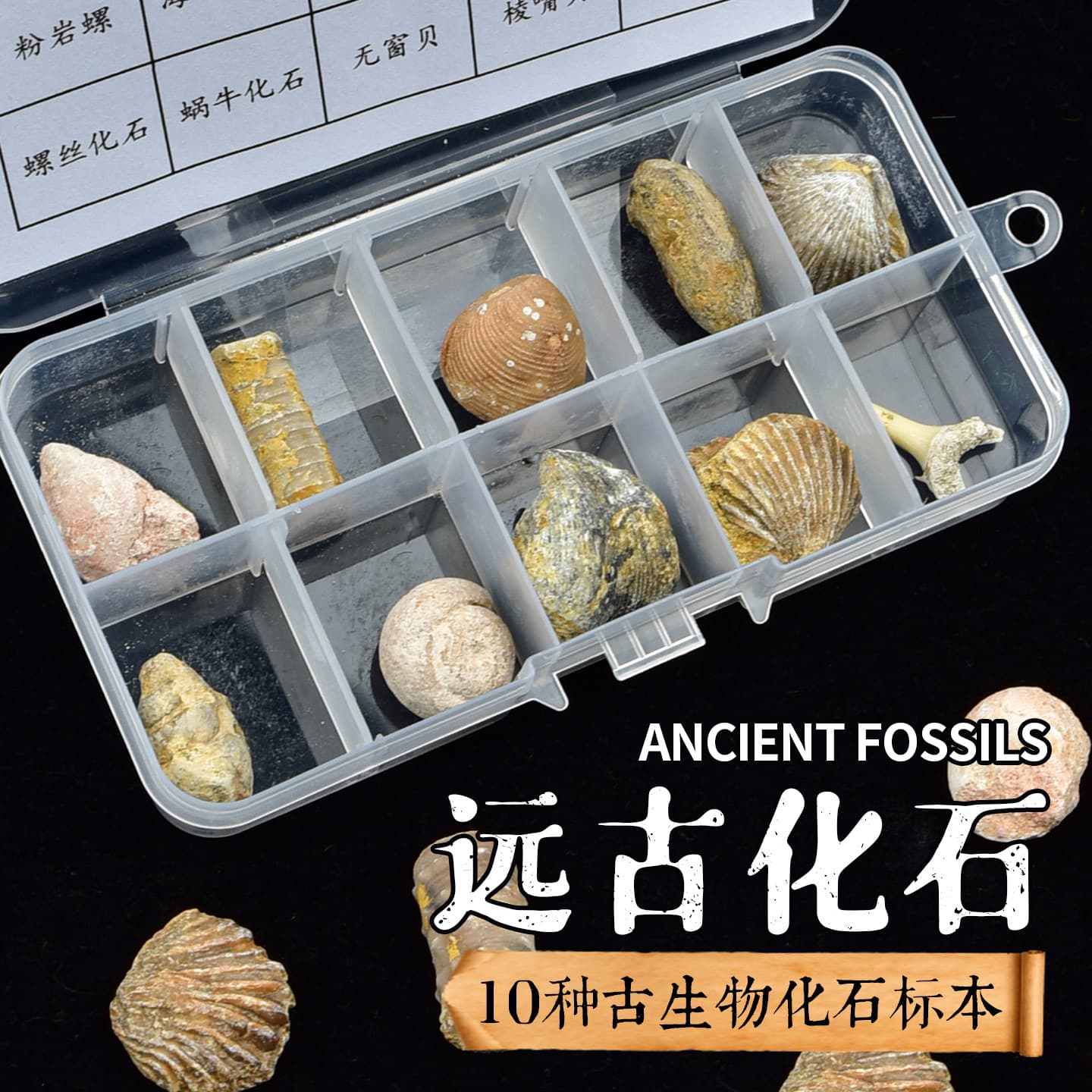 10 types of natural fossil specimen boxes including dinosaur digs, mouse shark teeth, spotted colorful snails, coral, and copal resin, as archaeological toys.