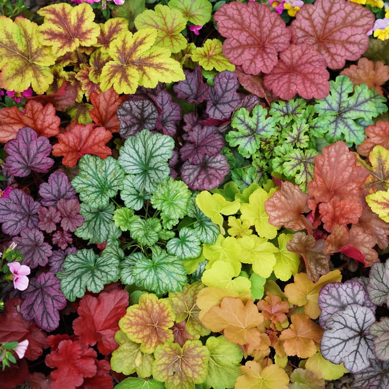 Heuchera Seedlings Outdoor Potted Plants Large Cold-Resistant Garden Foliage Flowers for Ground Planting
