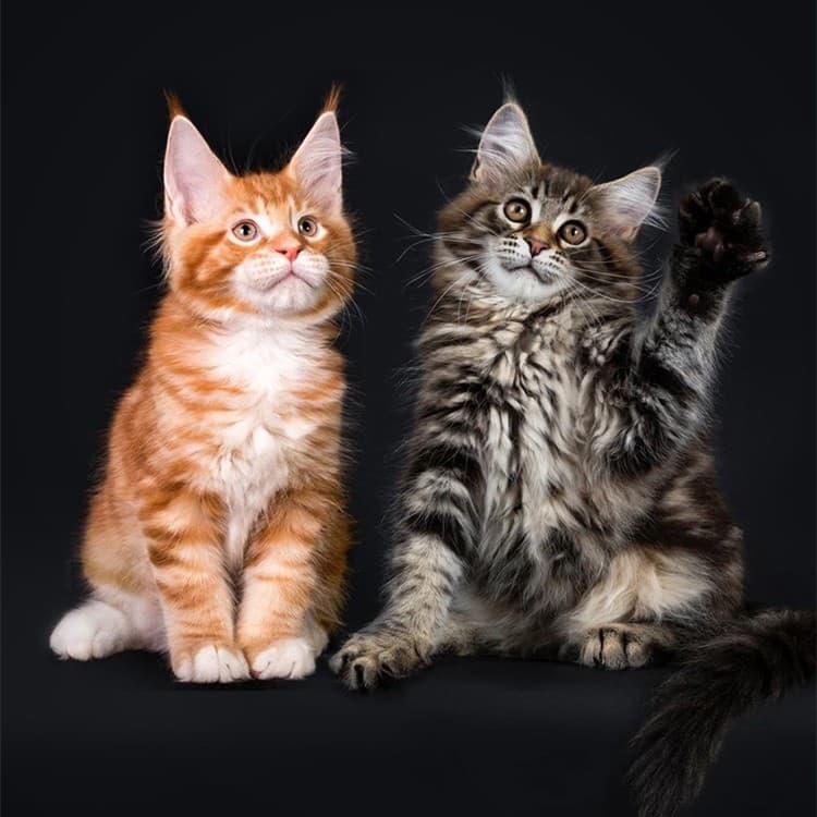 Maine Coon Kittens Purebred Coon Cats Silver Tabby Brown Tabby Smoke Gray Maine Coon Cats Longhair Cats Giant Cats Kittens Pet Cats