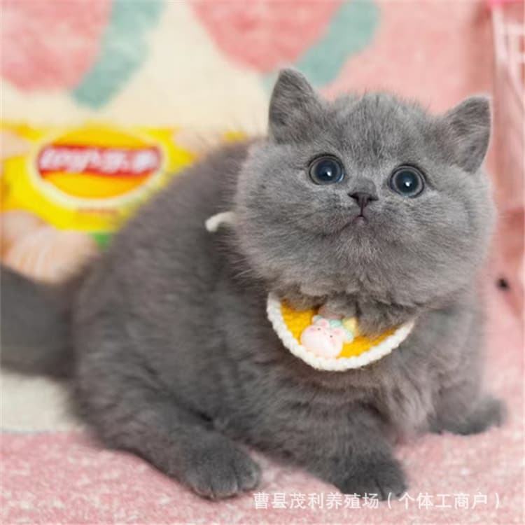 Live Pet Cat British Shorthair Blue Cat Kitten Live Animal Purebred Munchkin Cat Small Blue Cat Kitten