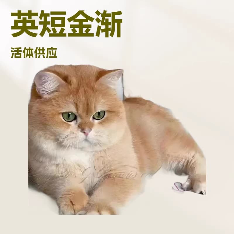 Purebred Golden Shaded Short Leg Long Hair Napoleon Cat Live Lilac Golden Blue Golden 12 Color Live Cat