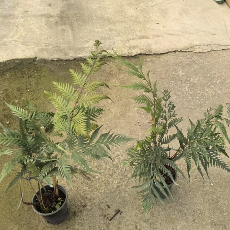 2512 Nursery Supply Viviparous Dog Spine Fern Potted 50-100cm Landscape Foliage Garden Green Plant