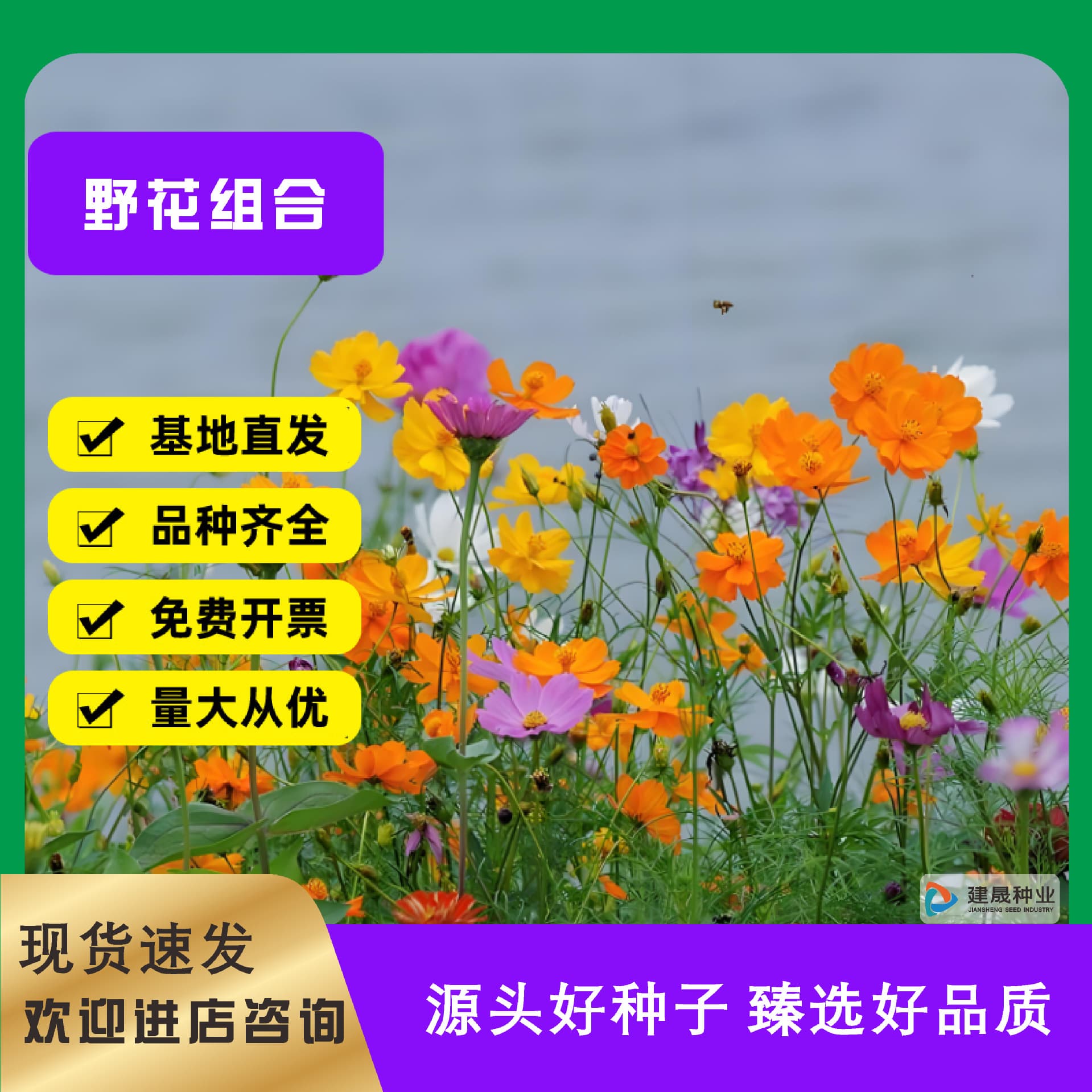 Wildflower Mix Seeds Wholesale Four-Season Flower Seeds Drought-Tolerant Heat-Resistant Easy to Grow