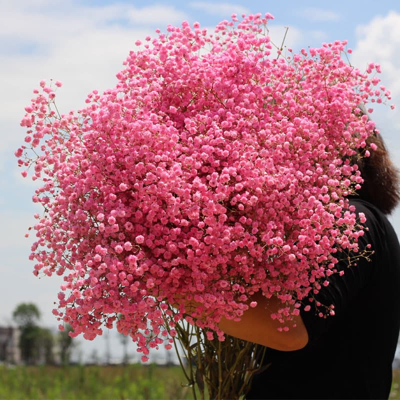 Everlasting Dried Flowers DIY Material for Wedding Valentine's Day Gift Premium Quality Sky Full of Stars Bouquet by Han Zhong Nan Yuan Trade