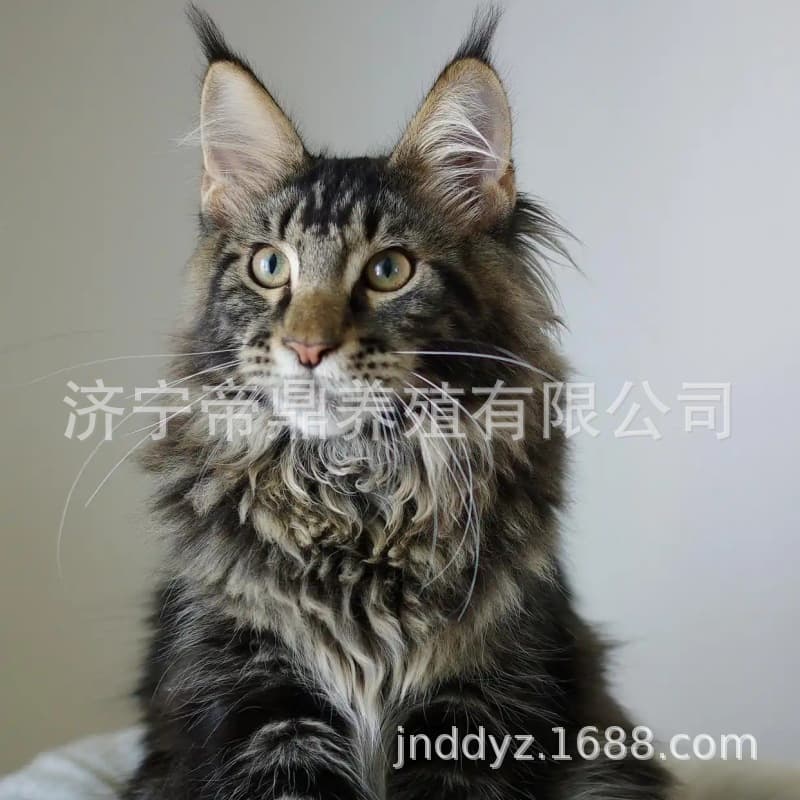 Purebred Maine Coon kitten, live young cat, Russian bloodline Maine Coon longhair, live cat, smoke gray and caramel colors, breeder direct shipping.
