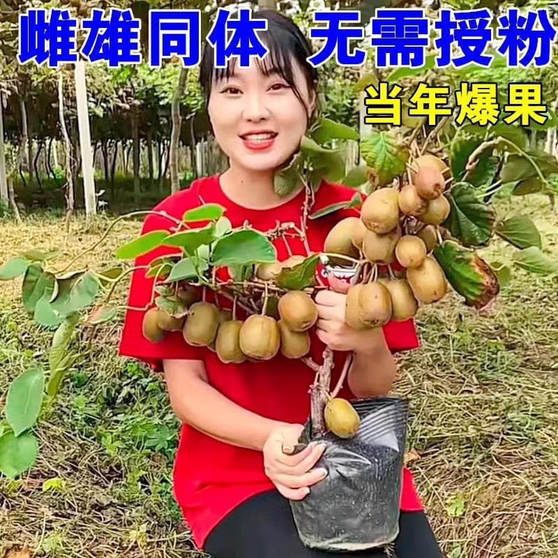 Kiwi Tree Seedlings Red Heart Soft Date Xu Xiang Kiwi Seedlings Hermaphrodite South North Kiwi Fruit Kiwi Seedlings