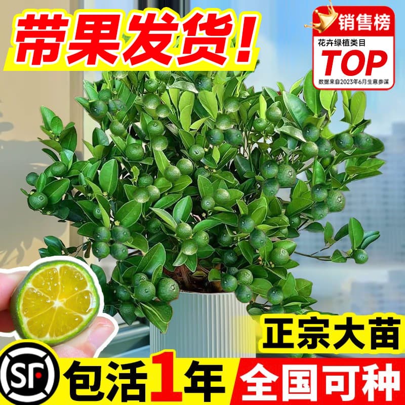 Small Lime Tree Seedling, Hainan Small Lime, Kumquat Tree, Fragrant Lemon Tree Potted with Fruit, Courtyard Balcony Fruit Tree Seedling