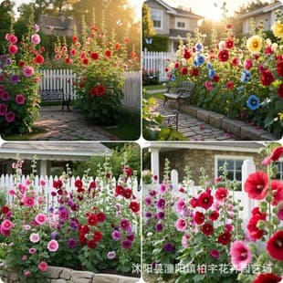 Cross-border supply Alcea rosea seeds, mixed color large-flowered hollyhock seeds, garden balcony potted plants, Yi Zhang Hong seeds for export