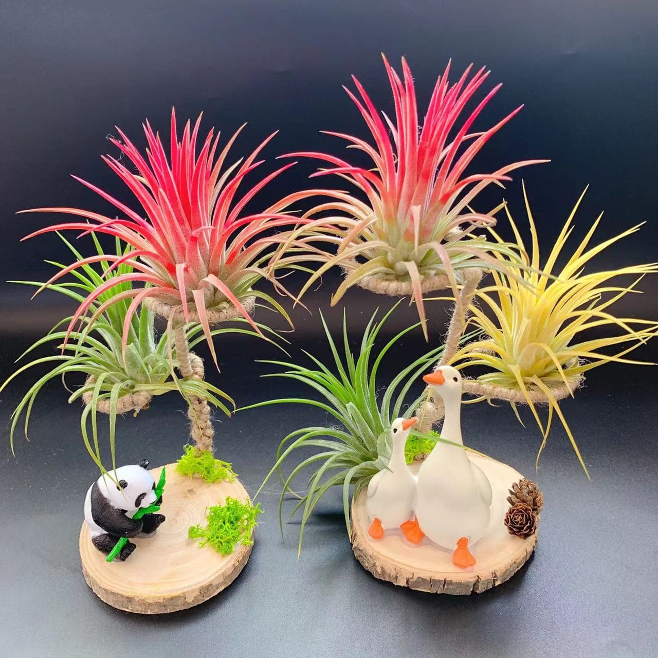Direct from Air Plant Base - Desktop Arrangements, Various Plant and Accessory Combinations for Holiday Souvenirs and Small Gifts