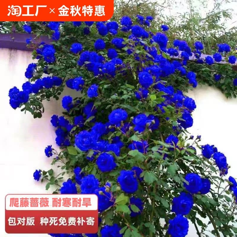 Four-season rose seedlings, climbing roses, balcony climbing roses, courtyard climbing roses, potted roses, flowering roses