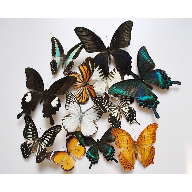 Real Butterfly Specimen Crafts Spread for Kindergarten Teaching Aids Science Cognition DIY Customizable Species