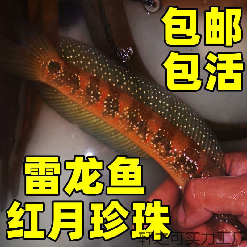 Free Shipping, Seven Star Fish, Rainbow Snakehead, Hardy Cold Water Fish, Freshwater Fish, Aggressive, Small Red Moon Pearl Snakehead