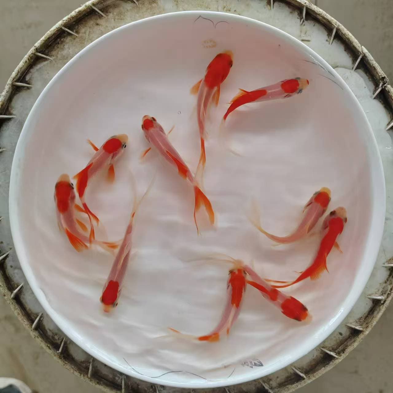 Grass Goldfish Red and White, Easy to Keep Small Cold Water Freshwater Ornamental Fish for Beginners, Aquarium Fish Fry, Zebrafish Tropical Fish