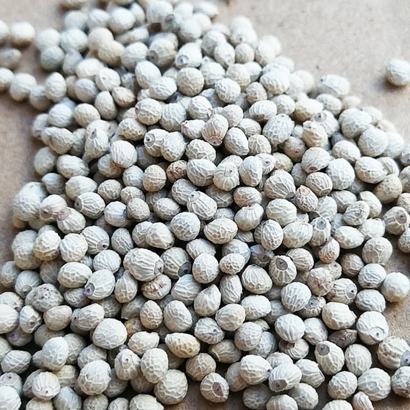 [Wholesale] White Suzi, Soft Suzi, Bird Food, Bird Food, Parrot, Canary, Hibiscus Bird, Small Parrot, Bird Food, Bird Food
