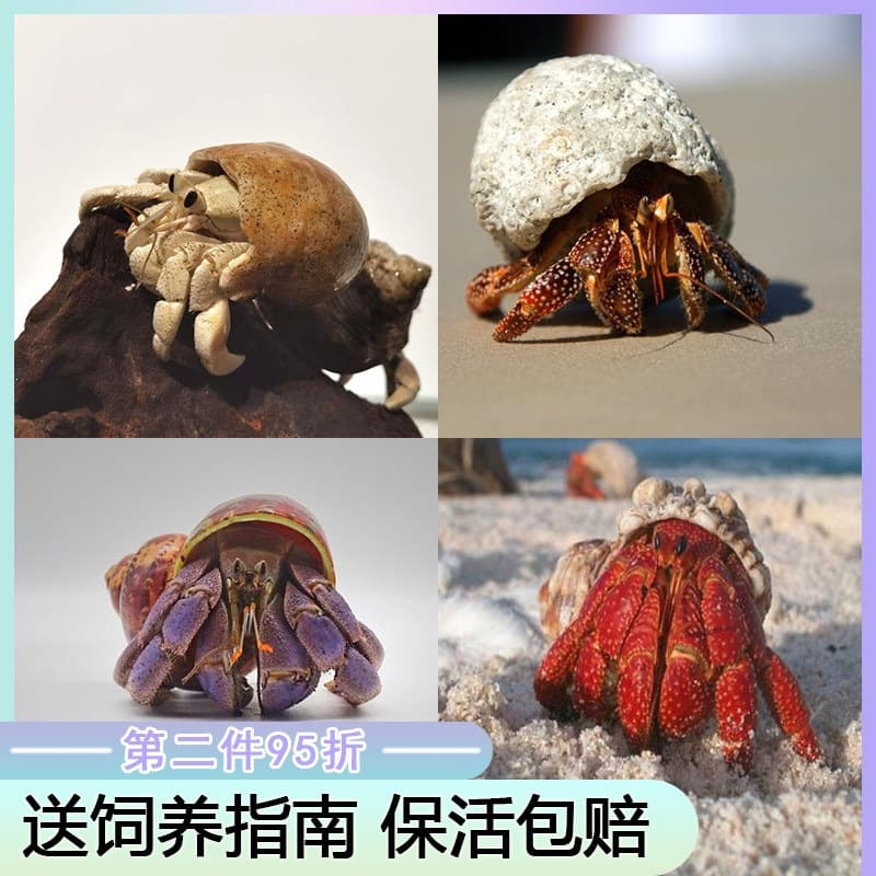 Terrestrial hermit crab pet extra large gray white deep purple blackberry strawberry short wrist ornamental hermit crab small crab domestic