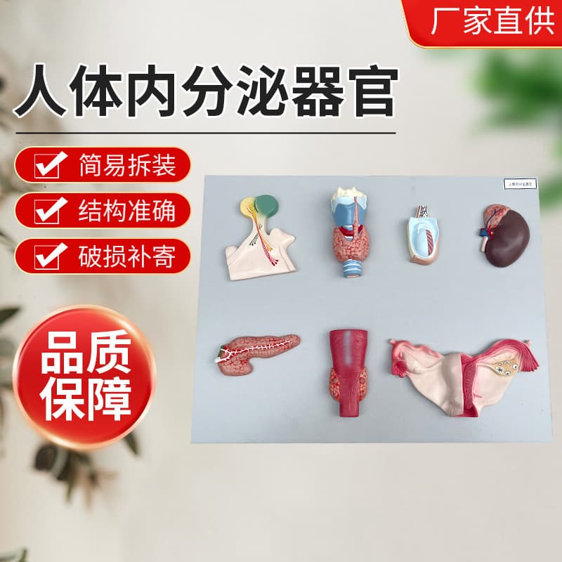 Manufacturer ZM1088 Human Endocrine Organ Model, Medical School Teaching Human Body Model, Biological Demonstration Model