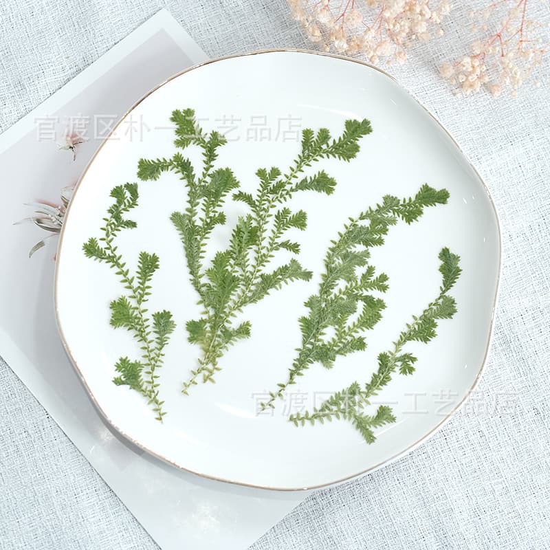 Green Selaginella uncinata pressed flower plant specimen, dried flower pressed flower forest-style DIY materials