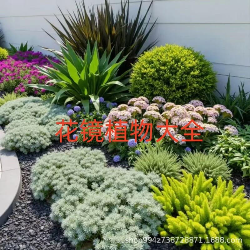 Flower border, flower meadow, dwarf plant, potted plant, passing Huangjiyan weeping grass, Buddha's grass, cold-resistant and heat-resistant garden courtyard