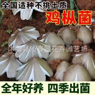Termitomyces Mushroom Spawn Bag, High-Yield Mushroom Cultivation Kit, Suitable for All Seasons, Home Growing