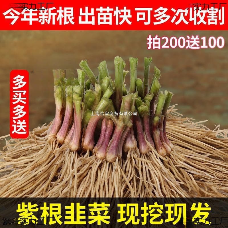 Small Plant Seedlings - Fresh Chive Roots 50 Pieces, Thin-Leaf Chive Root Seedlings, Edible New Chive Seedlings, Old Chive Roots
