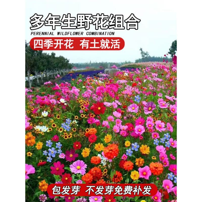 Wildflower Mix Seeds, Cosmos Seeds, Four-Season Sowing, Blooming, Galsang Flower Seeds, Sunflower Seeds