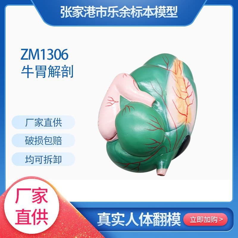 Manufacturer supplies ZM1306 detachable cow stomach model, various animal organ models, animal models.