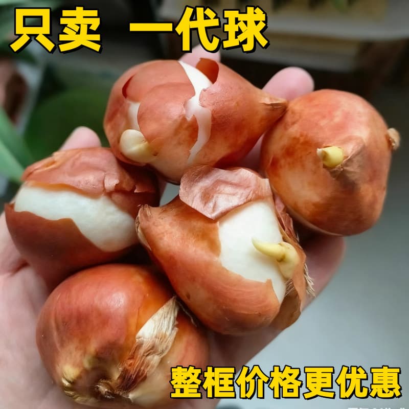 Tulip Bulbs - Complete color range for soil and water cultivation, cold-resistant red, pink, purple varieties, natural bulbs for home gardening.