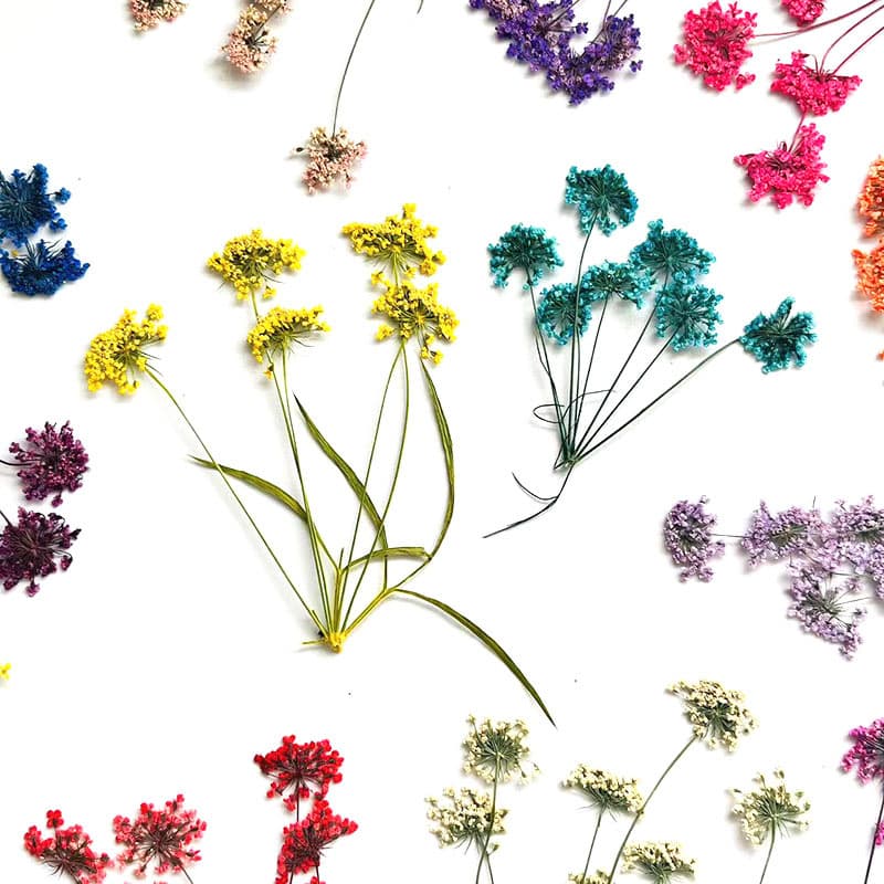 Multi-head Lace Dried Flowers, Snow Pearl Flower Pressed Flower Specimen Epoxy Resin Phone Case, Real Flower Handmade DIY Material, Dried Flowers, Pressed Flowers