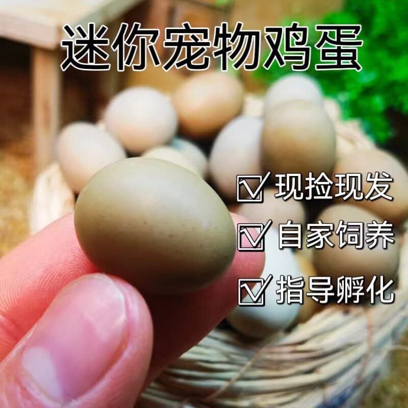 Fertilized Button Quail Eggs, Hatchable Mini Eggs, Button Quail Fertilized Eggs, Button Quail Breeding Eggs