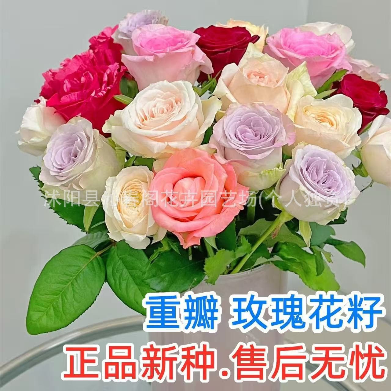 Red Rose Seeds 200 Pcs, Green Plant Potted Flower Seeds for Garden and Ground Planting, Four Seasons