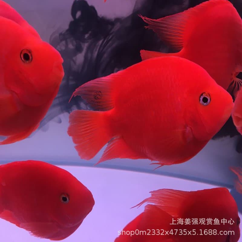 Tropical ornamental fish Blood Red Parrot Cichlid, Fortune Fish, Silver Arowana, Freshwater Lucky Fish, Yuanbao Red God of Wealth