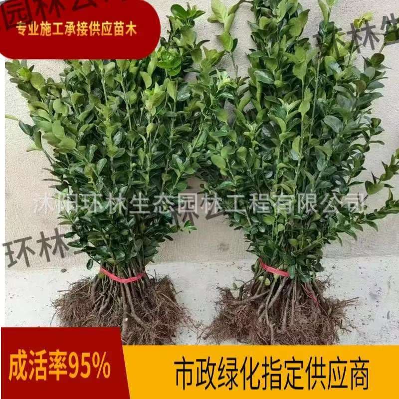 Holly Boxwood Seedling - Evergreen, Cold-Resistant, Courtyard & Roadside Plant, Hedge Fence Barrier, Evergreen Seedling