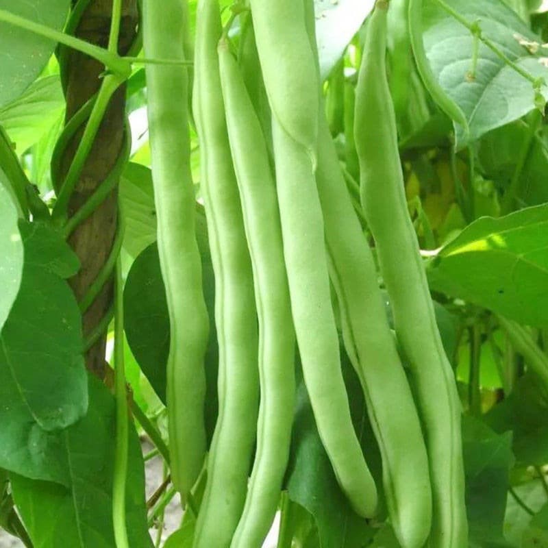 High-yield early-maturing green bean seeds, four-season climbing variety, spring trellis bean vegetable seeds, stringless flat beans