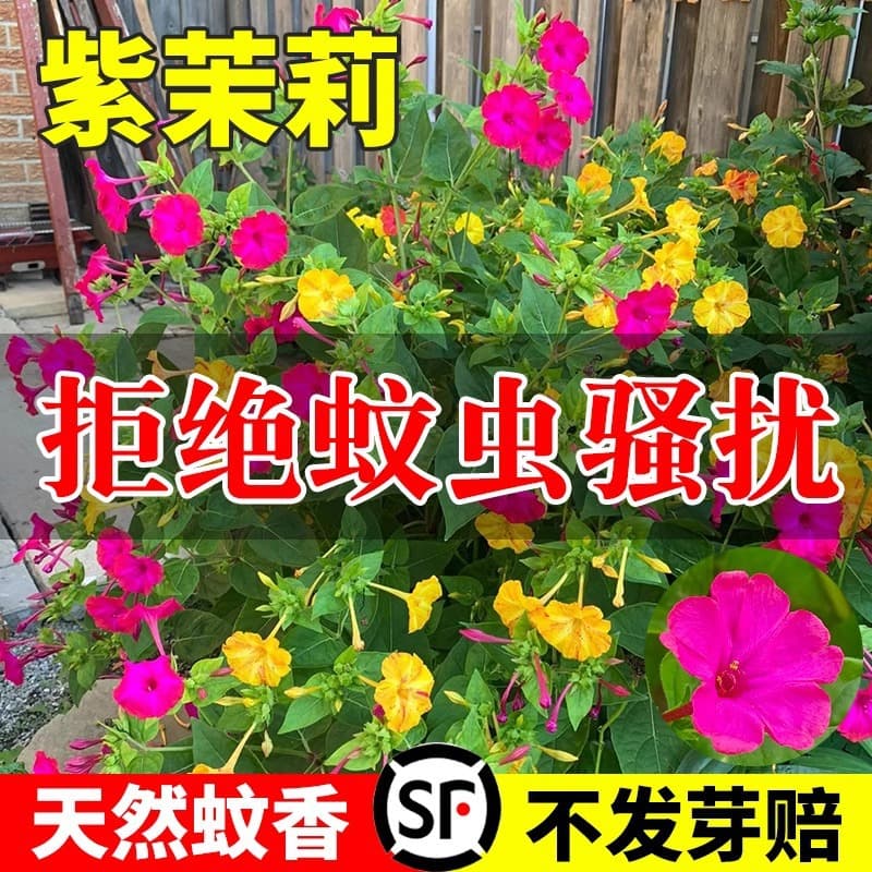 Flower seeds live outdoor purple jasmine courtyard landscaping potted landmine flower night primrose flower seeds flower seeds