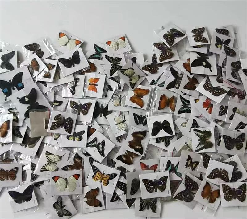 Natural Butterfly Specimen Real Butterfly Insect Specimen Teaching Aid Educational Specimen Spread Wings Variety of Species