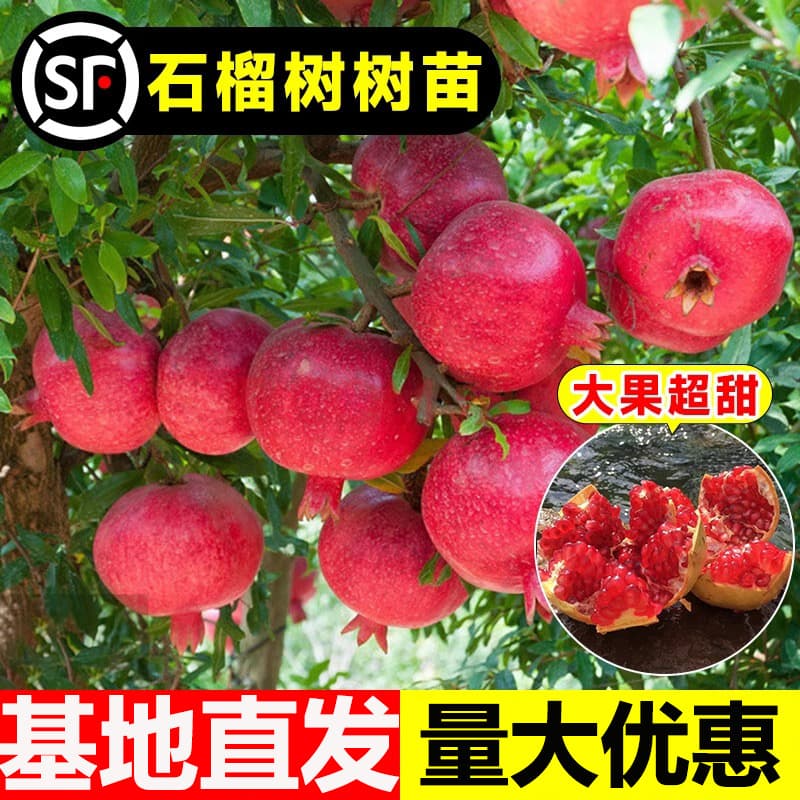 Tunisian soft-seeded pomegranate seedlings, potted garden fruit trees, seedless large sweet pomegranates, direct from the manufacturer's base.